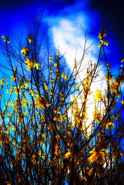 Low angle view of tree against sky