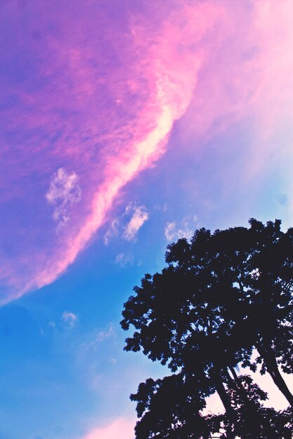 Low angle view of tree against sky