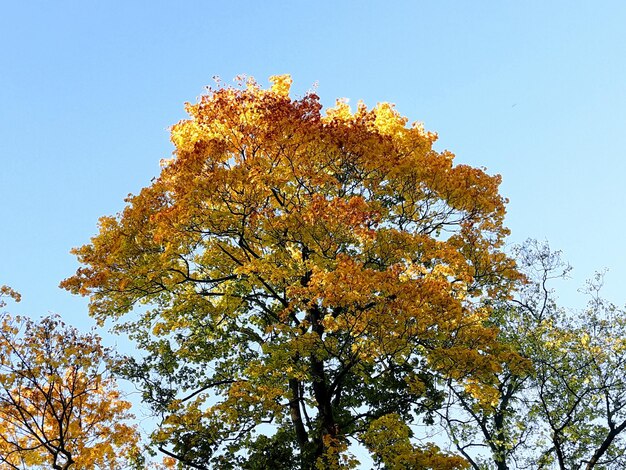 Low angle view of tree against sky