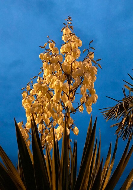 Low angle view of tree against sky