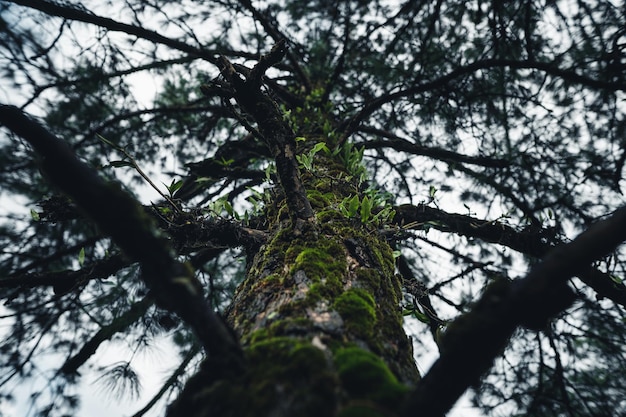 Photo low angle view of tree against sky