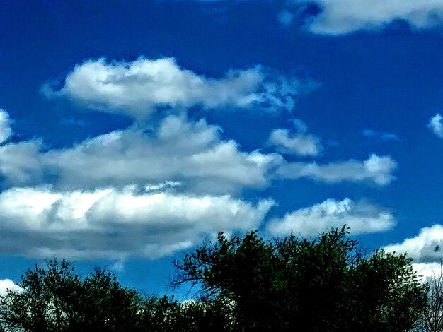 Low angle view of tree against sky