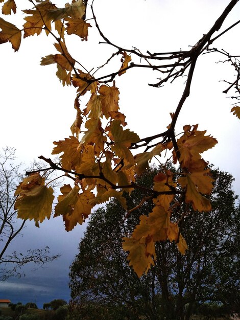 Low angle view of tree against sky