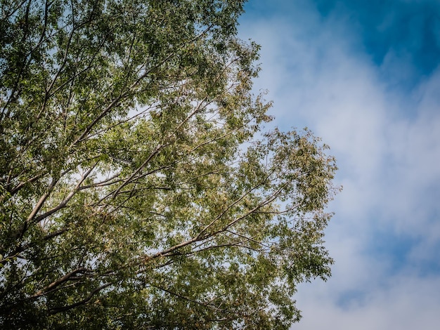 low angle view of tree against sky