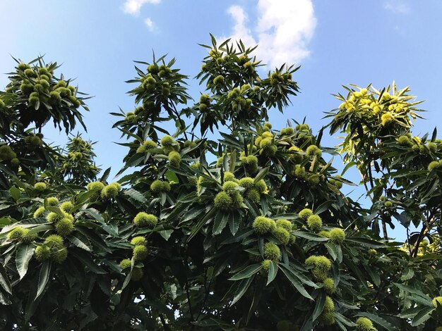 Low angle view of tree against sky