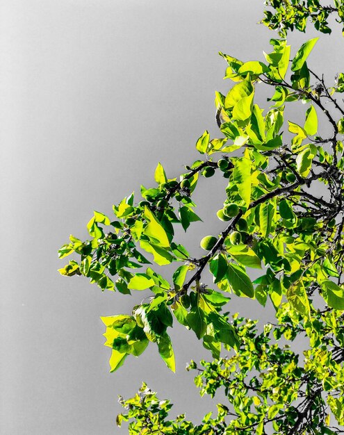 Low angle view of tree against sky