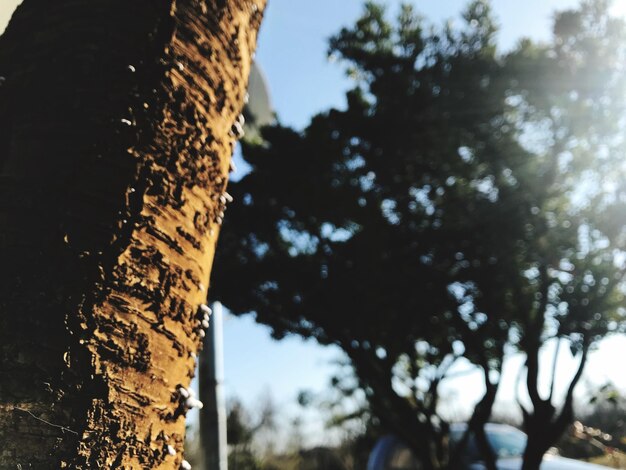 Low angle view of tree against sky