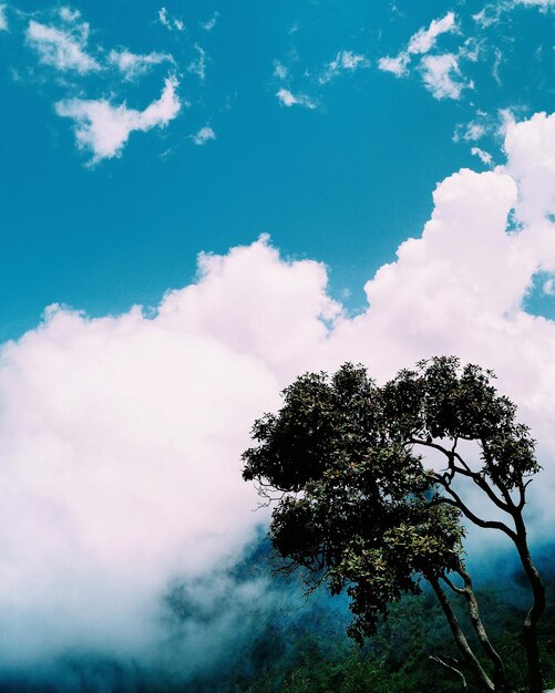 Foto vista ad angolo basso dell'albero contro il cielo