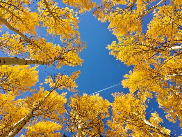 Photo low angle view of tree against sky