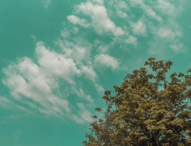 Photo low angle view of tree against sky