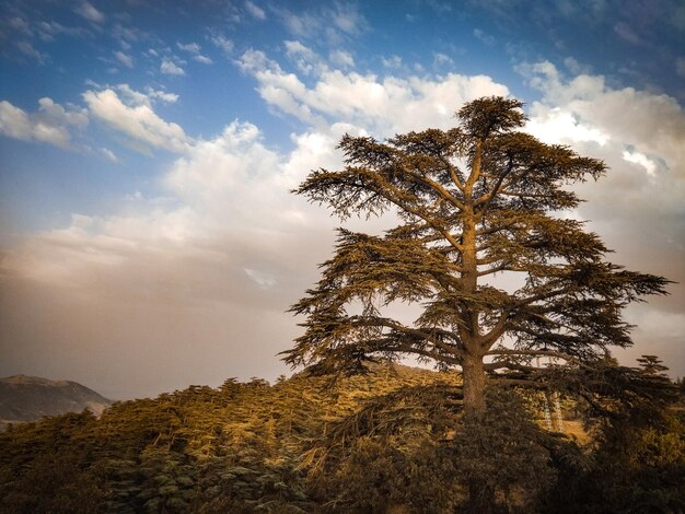 Low angle view of tree against sky