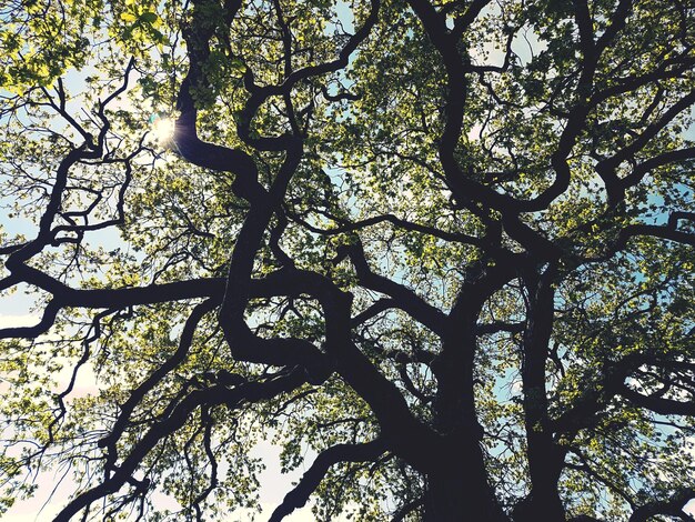 Foto vista ad angolo basso dell'albero contro il cielo