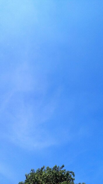 Low angle view of tree against sky