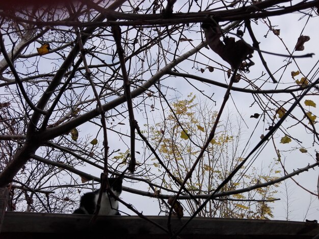 Foto vista ad angolo basso dell'albero contro il cielo