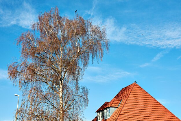 Low angle view of tree against sky