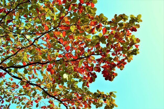 Foto vista ad angolo basso dell'albero contro il cielo