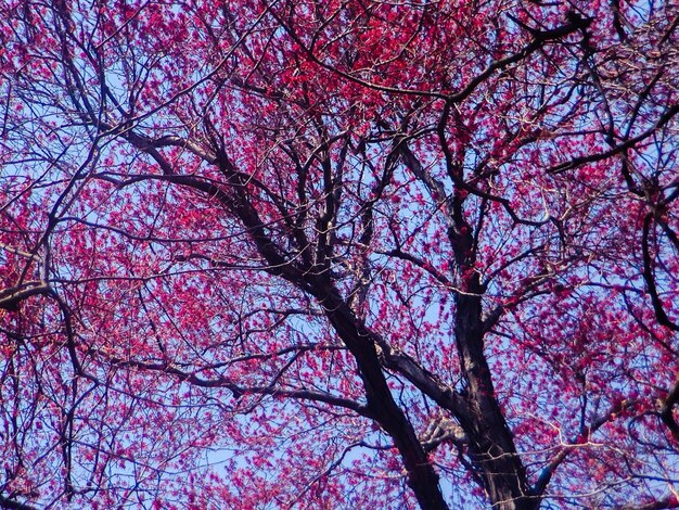 Photo low angle view of tree against sky