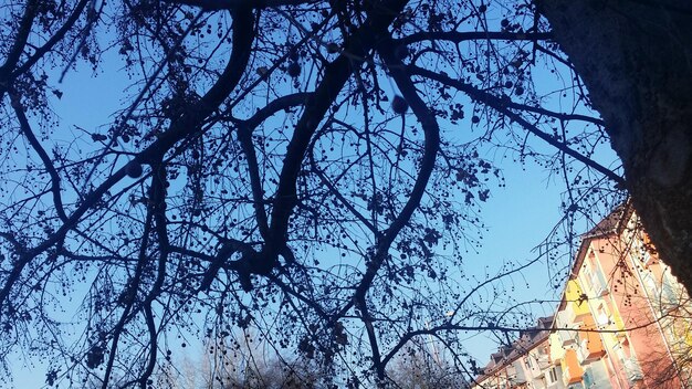 Low angle view of tree against sky