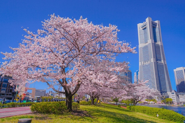 Low angle view of tree against sky