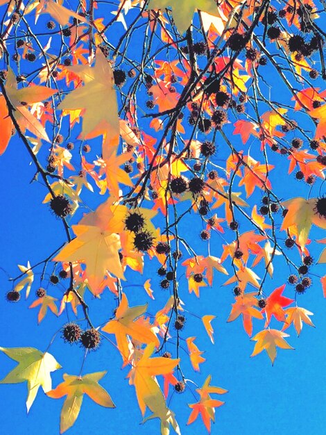 Low angle view of tree against sky