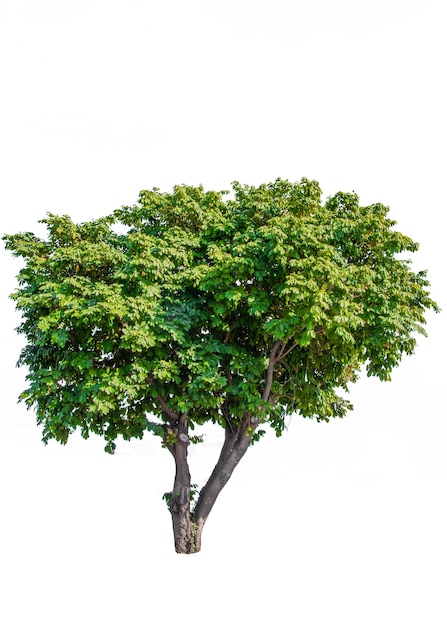 Photo low angle view of tree against white background