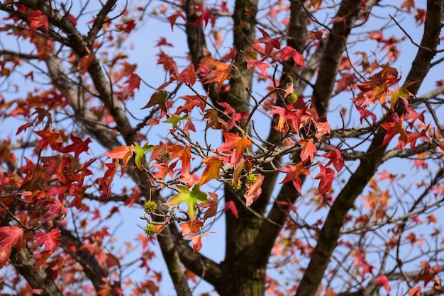 Низкий угол зрения на дерево осенью