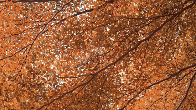 Low angle view of tree in autumn