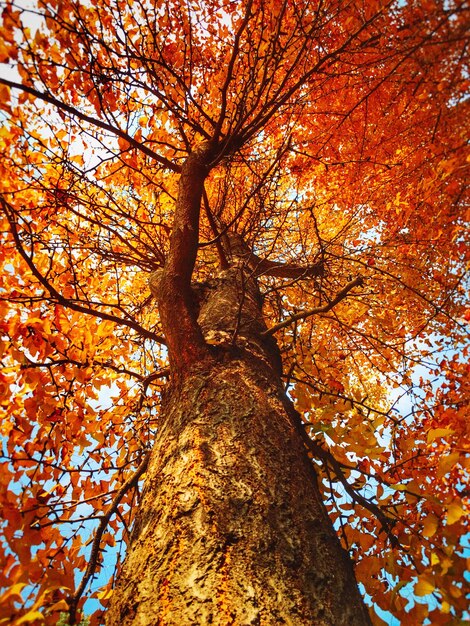 Photo low angle view of tree in autumn