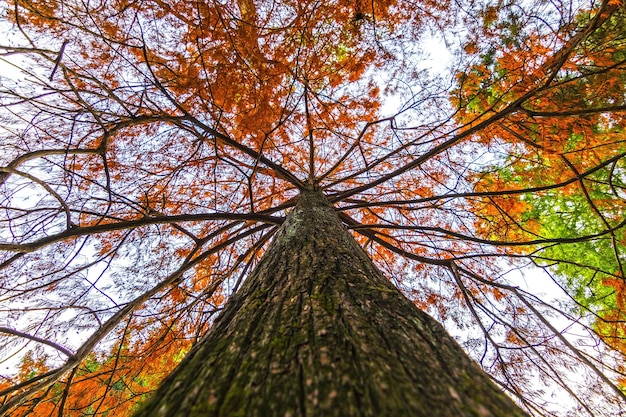 Foto vista ad angolo basso dell'albero in autunno