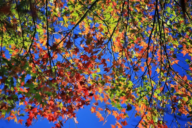 Low angle view of tree in autumn