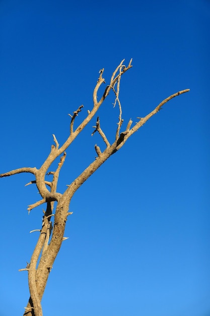 Foto vista a basso angolo di un ramo d'albero contro il cielo blu