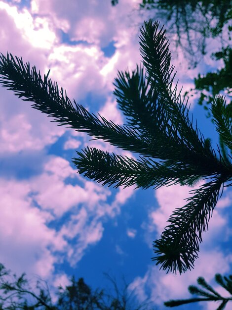 Photo low angle view of tree branch against sky