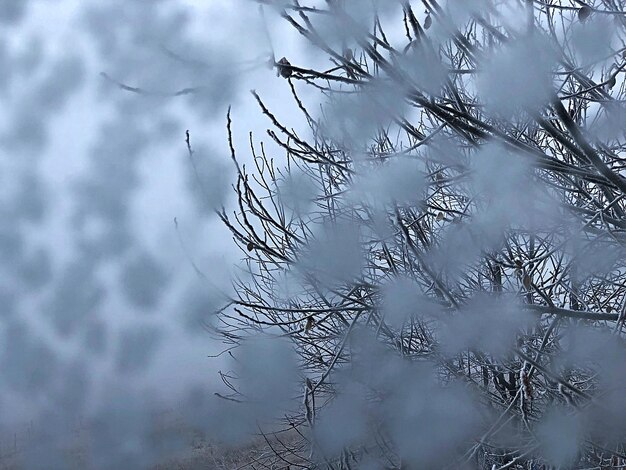 Low angle view of tree branch during winter