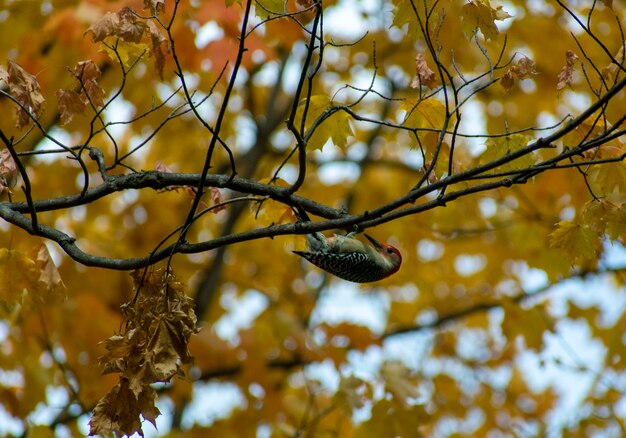 Low angle view of tree branch