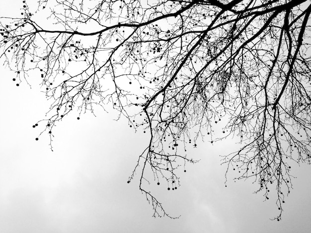 Photo low angle view of tree branches