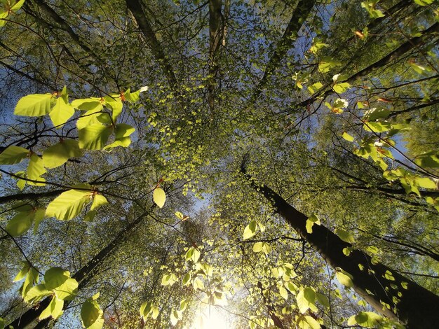 Foto veduta a basso angolo dei rami degli alberi