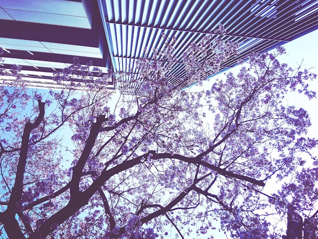 Photo low angle view of tree and building