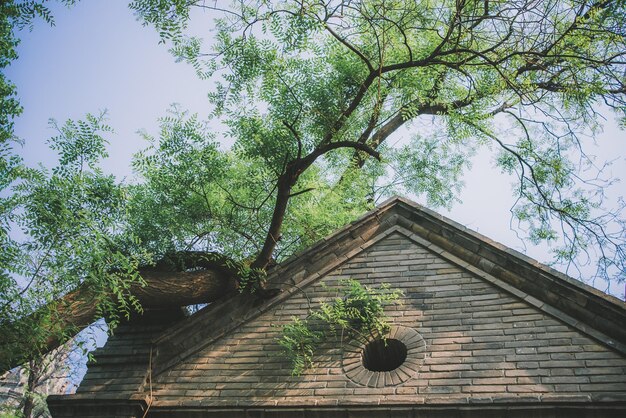 Foto vista ad angolo basso dell'albero dall'edificio contro il cielo