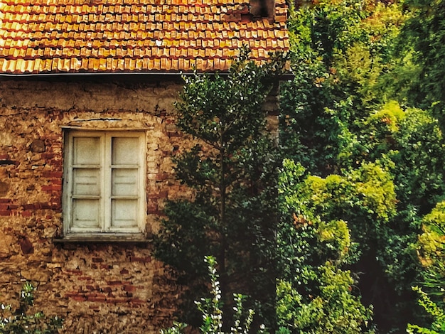 low angle view of tree by building