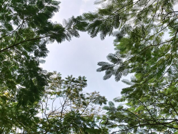 Low Angle View of Tree Canopy Through Clear Sky