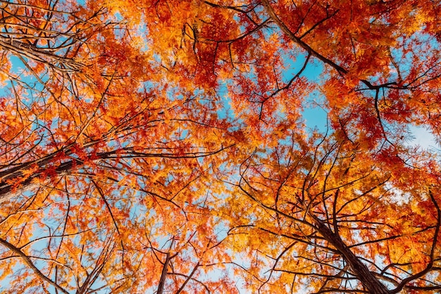 Photo low angle view of tree during autumn