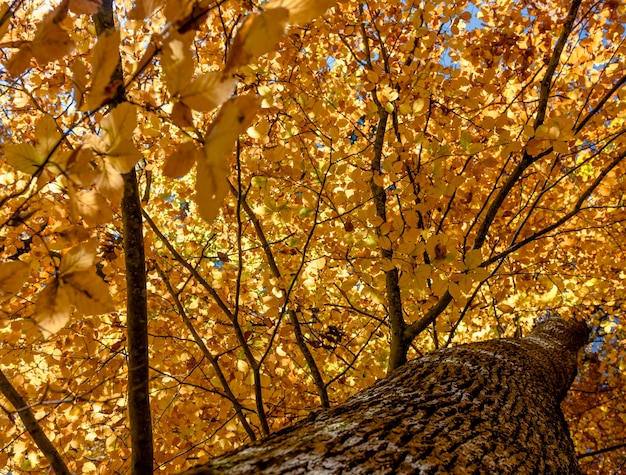 Foto vista ad angolo basso dell'albero durante l'autunno