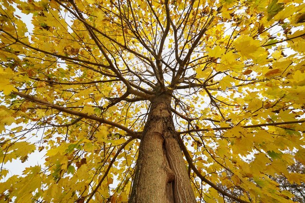 Photo low angle view of tree during autumn