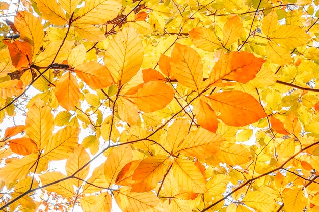 Low angle view of tree during autumn