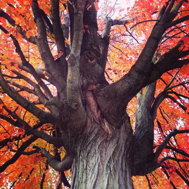 Low angle view of tree during autumn