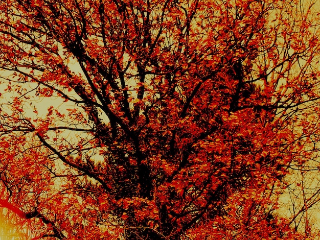 Photo low angle view of tree during autumn