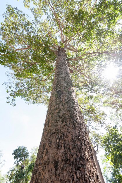 Foto vista ad angolo basso di un albero nella foresta contro il cielo