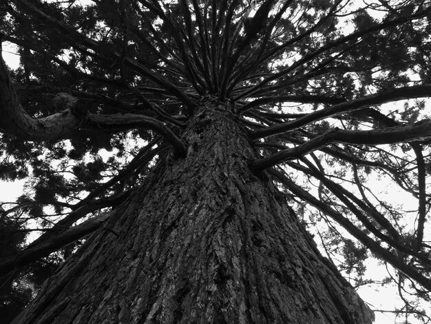 Photo low angle view of tree in forest against sky