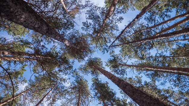 Low angle view of tree in forest against sky