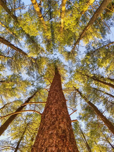 Foto vista ad angolo basso di un albero nella foresta contro il cielo